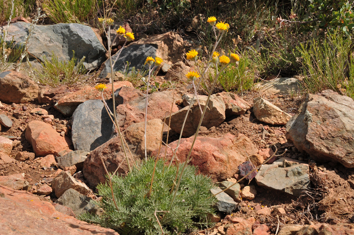 Fineleaf Hymenopappus is a native perennial with some varieties reaching up to 3 feet or more. Plants grow in various habitats from upper desert communities to pines and junipers in dry rocky slopes and mesas and limestone soils. Hymenopappus filifolius 